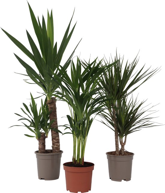 De 12 allerbeste planten voor kantoor! 4 XL Indoor Kantoor Palm Mix - Mix van 3 Palmen: Areca, Dracaena, Yucca - Hoogte 70-90cm