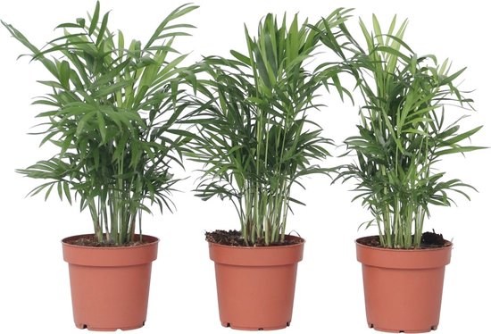 Plant in a Box - Chamaedorea elegans - Set van 3 - Kamerplanten - Dwergpalmen - Top...