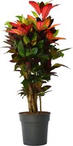 Plant in a Box - Croton - Codiaeum variegatum 'Mrs. Iceton' - Hoogte 90-100cm - Pot 27cm - Kleurrijke unieke kamerplant