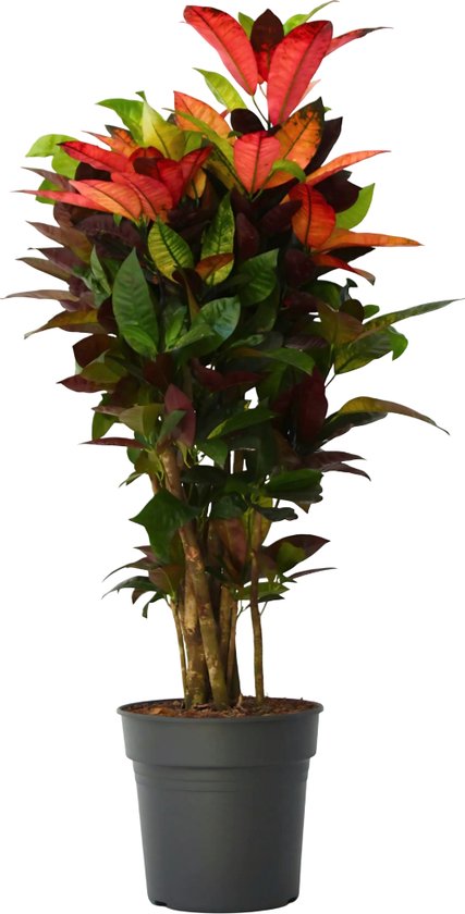 Plant in a Box - Croton - Codiaeum variegatum 'Mrs. Iceton' - Hoogte 90-100cm - Pot 27cm - Kleurrijke unieke kamerplant