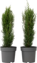 Plant in a Box - Cupressus sempervirens - Set van 2 Toscaanse Cipres 'Totem' - Zuilvormige conifeer - Pot 19cm - Hoogte 60-80cm