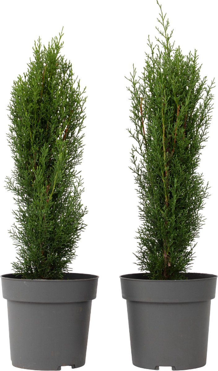 Plant in a Box - Cupressus sempervirens - Set van 2 Toscaanse Cipres 'Totem' - Zuilvormige conifeer - Pot 19cm - Hoogte 60-80cm