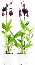 Orchideeën van Botanicly – 2 × Dendrobium Sa-Nook – Hoogte: 60 cm, 1 tak