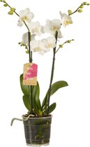 Orchidee van Botanicly – Vlinder orchidee wit – Hoogte: 50 cm, 2 takken, witte bloemen – Phalaenopsis multiflora