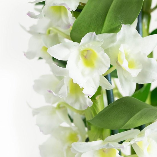 Orchidée de Botanicly - Bamboe Orchid - Hauteur: 60 cm, 2 branches, fleurs  blanches -... | bol.com