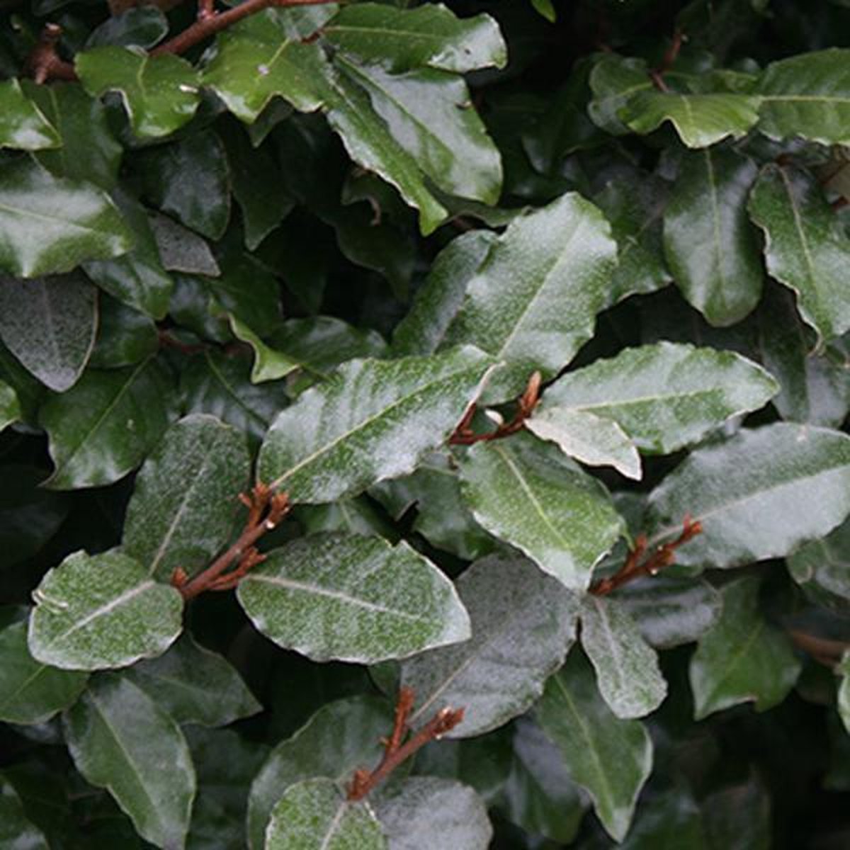 1 x Elaeagnus ebbingei - Olijfwilg 40-60 cm pot - De Groenblijvende Schoonheid met Zilveren Accenten