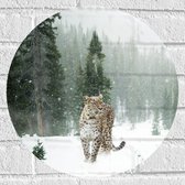 WallClassics - Muursticker Cirkel - Luipaard in de Sneeuw - 40x40 cm Foto op Muursticker