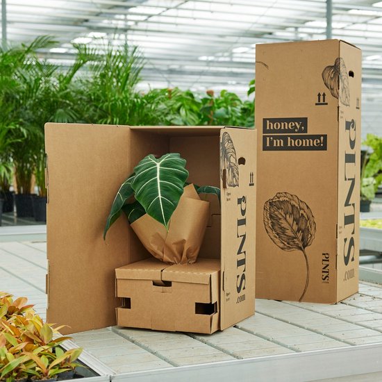 Coffret baby plantes 27cm - Plante d'intérieur- La Green Touch - Gamm vert Coffret baby plantes 27cm - Plante d'intérieur- La Green Touch - Gamm vert