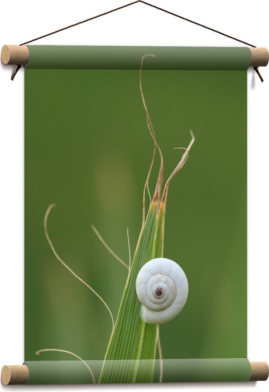 WallClassics - Textielposter - Wit Slakkenhuis op een Groene Plant - 30x40 cm Foto op Textiel