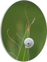 WallClassics - PVC Schuimplaat Ovaal - Wit Slakkenhuis op een Groene Plant - 21x28 cm Foto op Ovaal  (Met Ophangsysteem)
