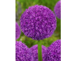 10x Allium 'Ambassador' - BULBi® Bloembollen met bloeigarantie