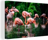 Canvas - Schilderij - Vogel - Water - Flamingo - Tropical - Dieren - Schilderijen op canvas - 60x40 cm - Canvas vogels - Muurdecoratie