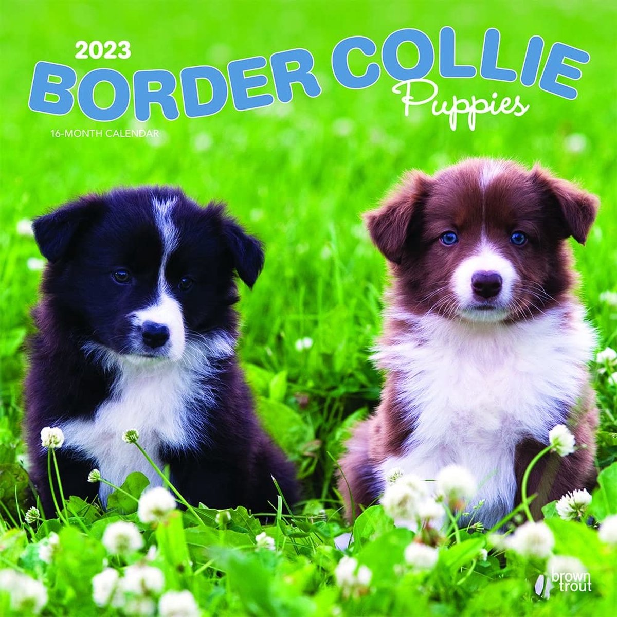 Border Collie Kalender Puppies 2023