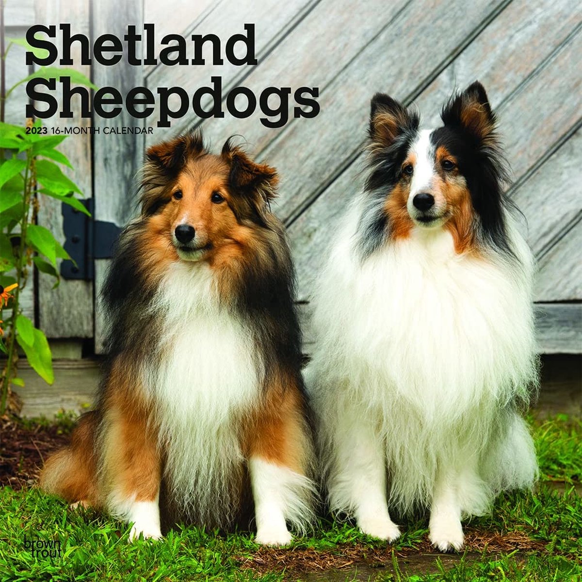 Shetland Sheepdog Kalender 2023