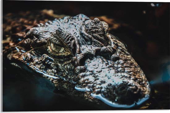 WallClassics - Acrylglas - Krokodil in het Water - 60x40 cm Foto op Acrylglas (Wanddecoratie op Acrylaat)
