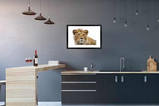 Photo encadrée - Lion mâle sur fond blanc cadre photo noir avec passe partout blanc 40x60 60x40 cm - Affiche encadrée (Décoration murale salon / chambre)