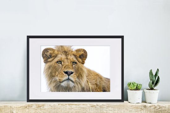 Photo encadrée - Lion mâle sur fond blanc cadre photo noir avec passe partout blanc 40x60 60x40 cm - Affiche encadrée (Décoration murale salon / chambre)