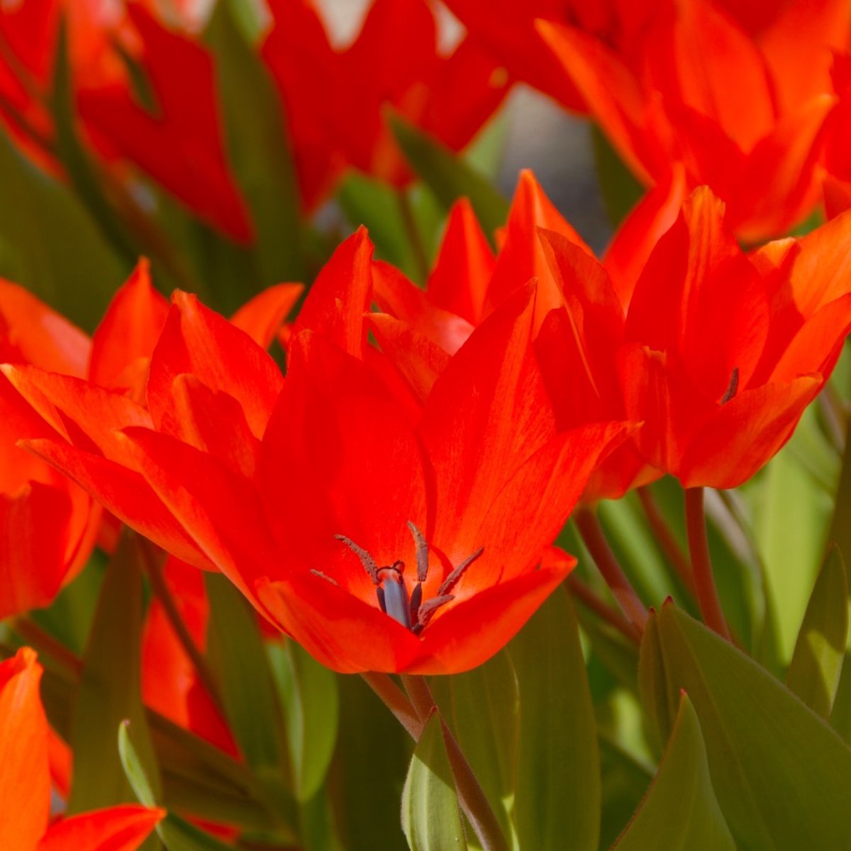 Tulp praestans Fusilier | 10 stuks | Specie | Rood | Tulpenbollen