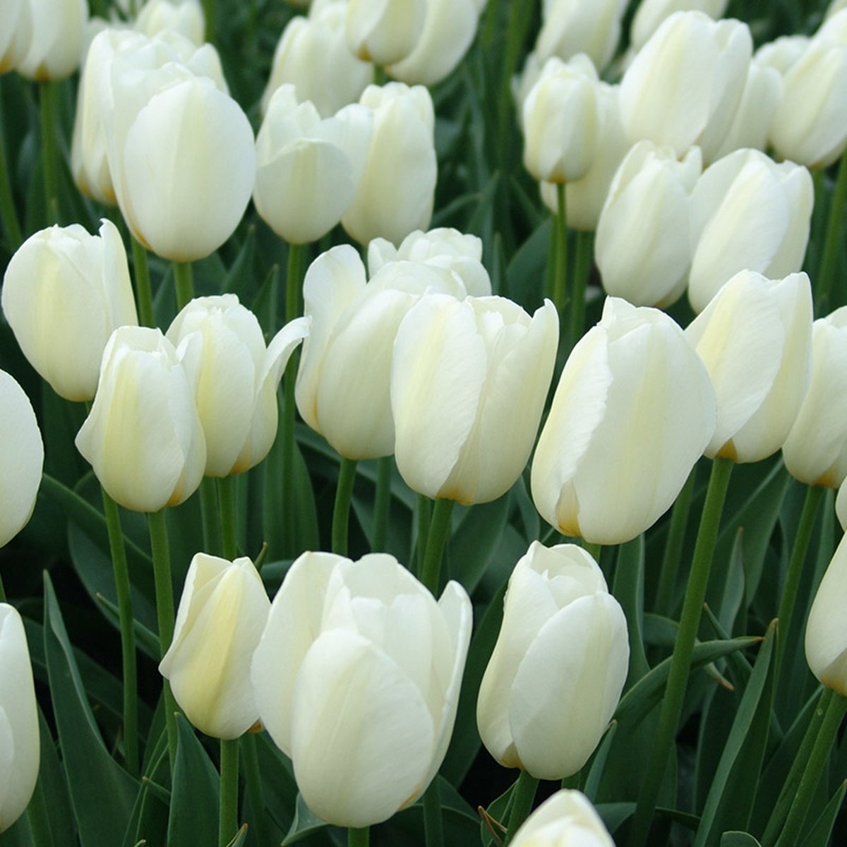 Grootverpakking Tulp Pays Bas® | 50 stuks | Wit | Tulpenbollen |