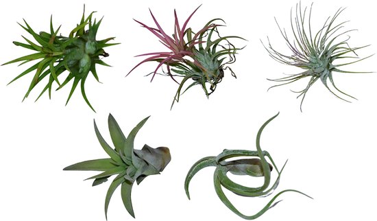 ZynesFlora Tillandsia Luchtplantjes Mix - 5 stuks - Succulent Vetplant Woonkamer Decoratie Muurdecoratie Luchtzuiverende Kamerplant