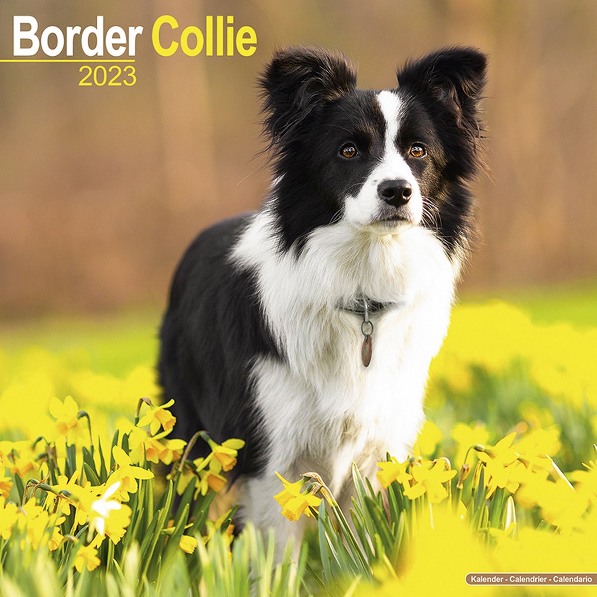 Border Collie Kalender 2023