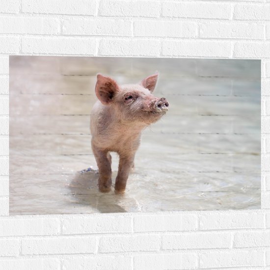 WallClassics - Muursticker - Porcinet sur la plage - 90x60 cm Photo sur Muursticker
