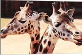 WallClassics - Dibond - Leuke Giraffen - 90x60 cm Foto op Aluminium (Wanddecoratie van metaal)