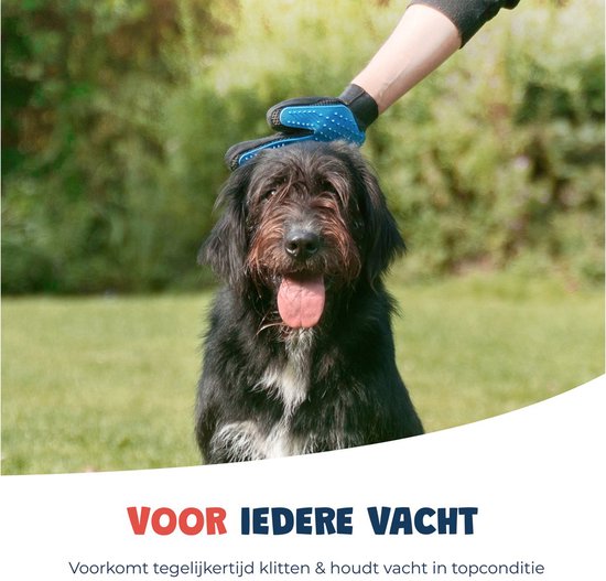 Une main avec un gant bleu anti-poils d'animaux sur un chien noir.