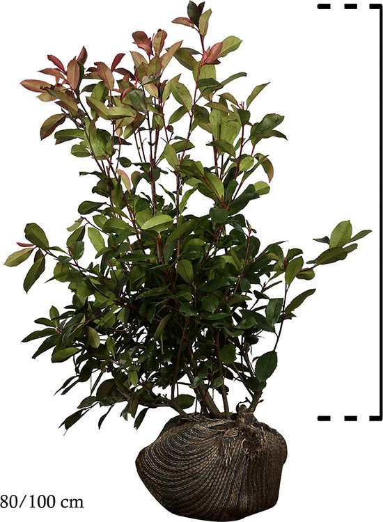 Glansmispel (Photinia 'Red Robin') | Planten & Verzorgen
