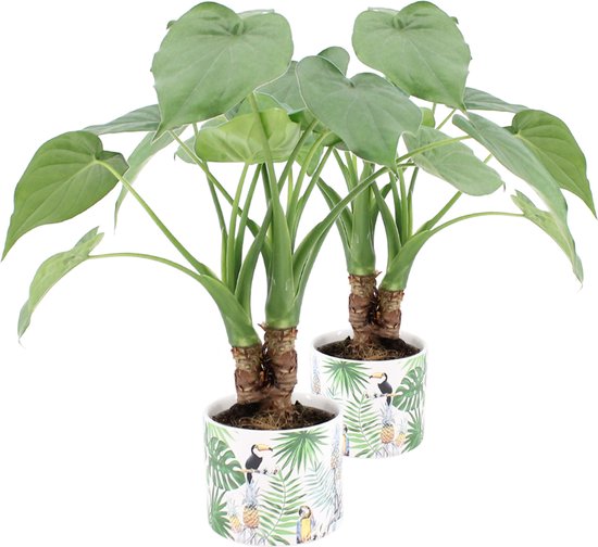 Alocasia Cucullata sur tronc en cramique jungle - Set de 2 - Bakker Mondo  - Plante... | bol