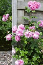 Hello Plants Rosa Crazy in Love Pink Klimroos - Klimplant Rozenstruik - Ø 15 cm - Hoogte: 65 cm