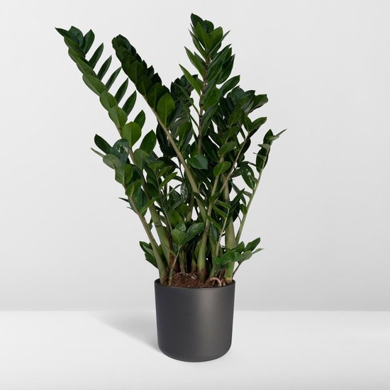 Plant In A Box - Zamioculcas Emerald Zz-plant X1 - Hoogte 70-80cm