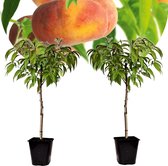 Plant in a Box - Prunus persica 'Saturnus' - Set de 2 - Pêcher - Arbre fruitier - Arbre rustique - Plante en pot - Plante de jardin - Pot 15 cm - Hauteur 60-70cm