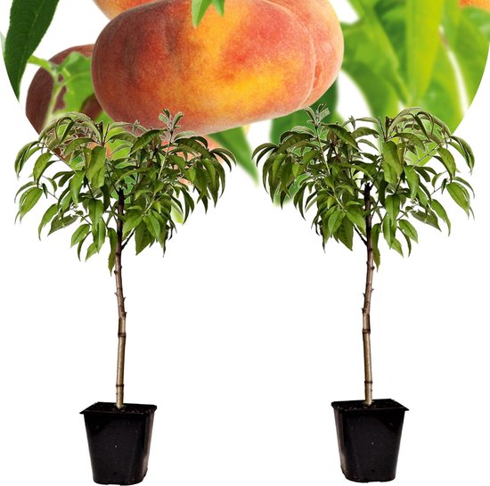 Plant in a Box - Prunus Persica ‘Saturne’ - Set van 2