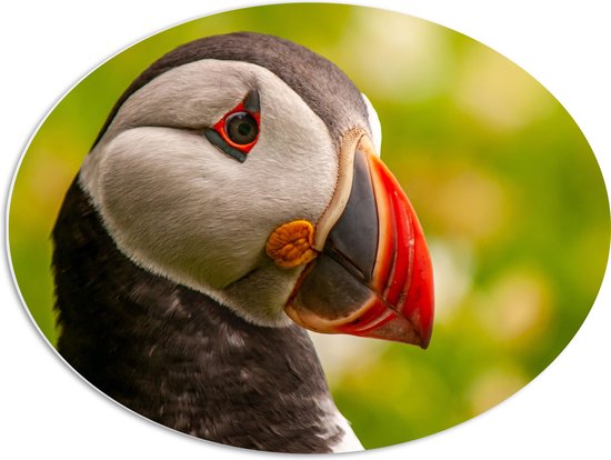 WallClassics - PVC Schuimplaat Ovaal - Zwart-witte Vogel met Rode