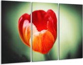 GroepArt - Schilderij -  Tulp - Oranje, Rood, Groen - 120x80cm 3Luik - 6000+ Schilderijen 0p Canvas Art Collectie