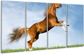 GroepArt - Glasschilderij - Paard - Bruin, Blauw, Wit - 160x80cm 4Luik - Foto Op Glas - Geen Acrylglas Schilderij - 6000+ Glasschilderijen Collectie - Wanddecoratie
