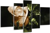 Glasschilderij Bloem - Wit, Bruin, Groen - 170x100cm 5Luik - Foto Op Glas - Geen Acrylglas Schilderij - 6000+ Glasschilderijen Collectie - Wanddecoratie