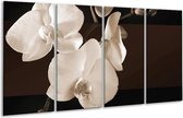 GroepArt - Glasschilderij - Orchidee - Sepia, Bruin - 160x80cm 4Luik - Foto Op Glas - Geen Acrylglas Schilderij - 6000+ Glasschilderijen Collectie - Wanddecoratie