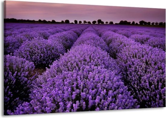 Canvas Schilderij Lavendel, Landelijk | Paars | | F007146