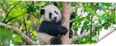 Gards Tuinposter Panda in de Bomen - 150x50 cm - Tuindoek - Tuindecoratie - Wanddecoratie buiten - Tuinschilderij