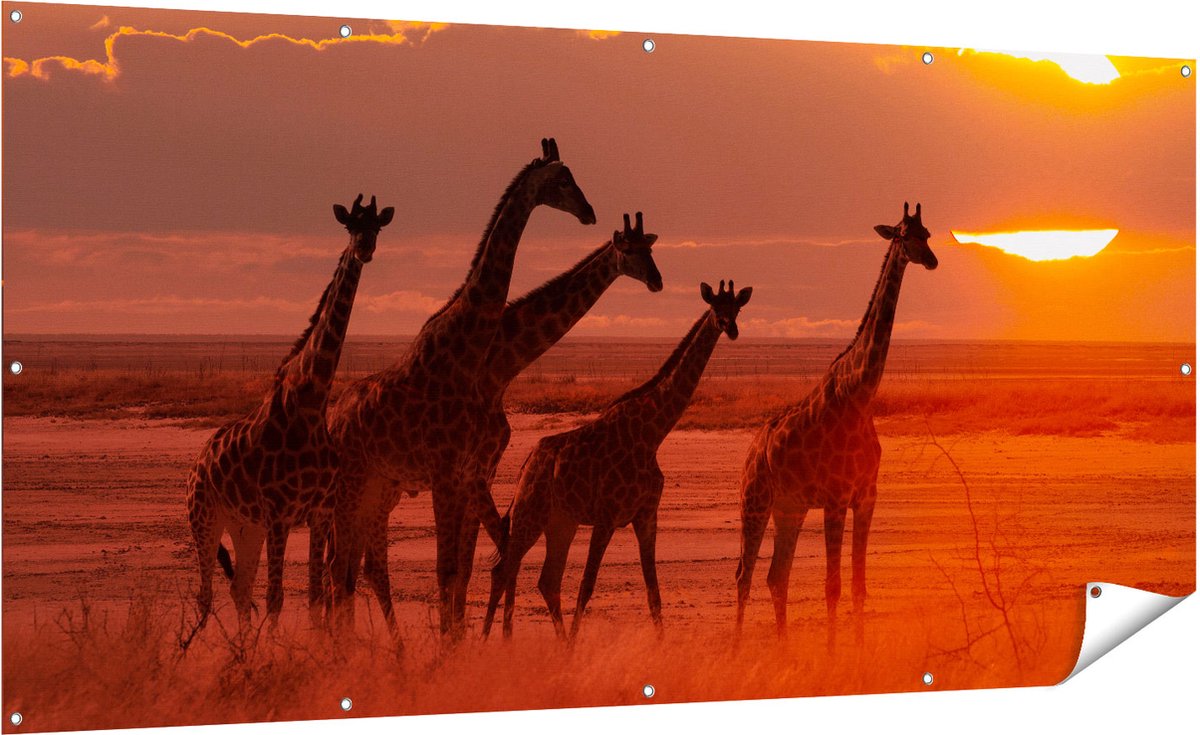 Gards Tuinposter Giraffe Kudde bij Zonsondergang - 200x100 cm - Tuindoek - Tuindecoratie - Wanddecoratie buiten - Tuinschilderij Multikleur