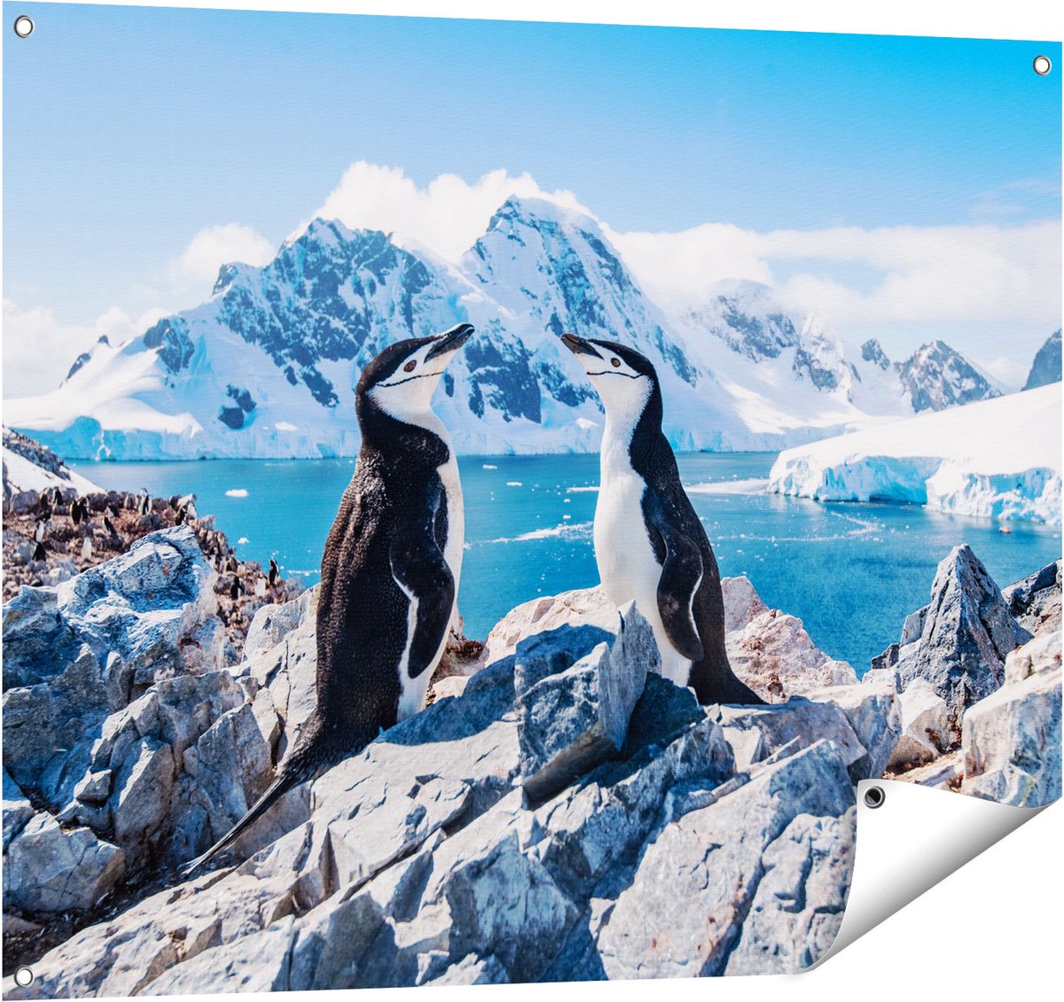 Gards Tuinposter Twee Pingu�ns op Stenen in Antarctica - 100x80 cm - Tuindoek - Tuindecoratie - Wanddecoratie buiten - Tuinschilderij Multikleur