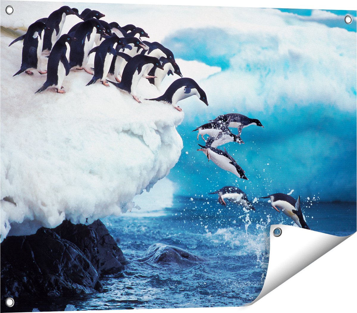 Gards Tuinposter Kudde Pingu�ns Springen vanaf een Rots - 80x60 cm - Tuindoek - Tuindecoratie - Wanddecoratie buiten - Tuinschilderij Multikleur