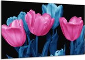 Peinture sur verre tulipe | Rose, bleu, noir | 120x70cm 1Hatch | Tirage photo sur verre |  F003648