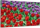 Peinture sur verre tulipe | Rouge, violet, vert | 120x70cm 1Hatch | Tirage photo sur verre |  F002653