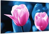 Peinture sur verre tulipe | Rose, Bleu | 120x70cm 1Hatch | Tirage photo sur verre |  F003831