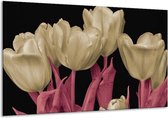 Glasschilderij Tulpen - Wit, Zwart, Roze - 120x70cm 1Luik - Foto Op Glas - Geen Acrylglas Schilderij - GroepArt 6000+ Glasschilderijen Art Collectie - Wanddecoratie - Woonkamer - Slaapkamer