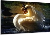 Peinture sur verre cygne | Blanc, jaune, gris | 120x70cm 1Hatch | Tirage photo sur verre |  F001428