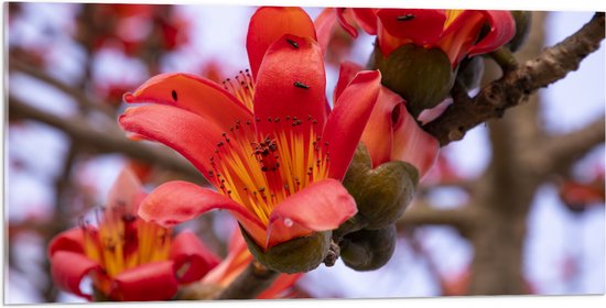 Acrylglas - Rode Bloeiende Bloemen aan Indische kapokboom - 100x50 cm Foto op Acrylglas (Wanddecoratie op Acrylaat)